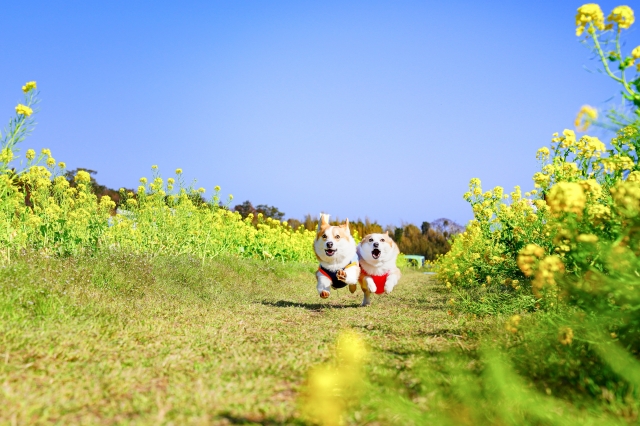 飛行犬撮影・ワンちゃん・愛犬との撮影